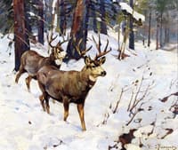Mule Deer in the Woods