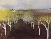 Orchard