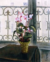 Cyclamens