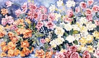 Roses