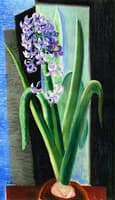 Hyacinth