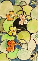 Nasturtiums