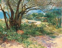 Old Olive Tree in Algeria
