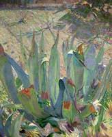 Aloes