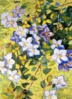 Clematis