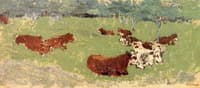 Cows