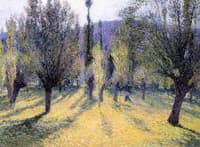 Sunlight through the Poplars