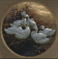 Ducks Resting in the Evening Sun