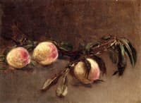 Branch of Peaches