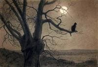 Chat au clair-de-lune