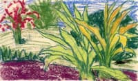 Landscape with Tropical Plants