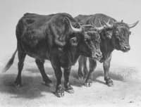 Boeufs du Cantal