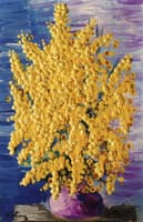 Mimosas