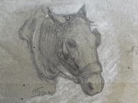 Tête de cheval de trait