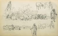 Study of sheeps and shepherds