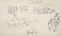 Study of sheeps and shepherds