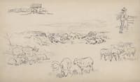 Study of sheeps and shepherds