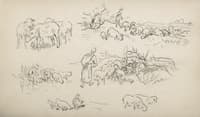 Study of sheeps and shepherds