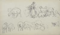 Study of sheeps and shepherdess