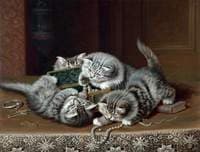 Kittens