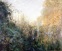 Study of Rushes