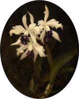 Orchids