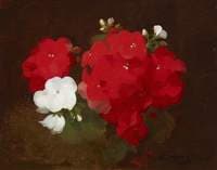 Geraniums