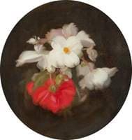 Begonias