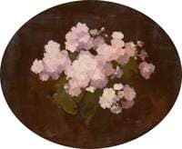 Primulas