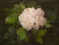 Hydrangeas