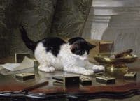 Playing Kitten