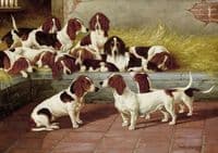 A pack of Basset Hounds