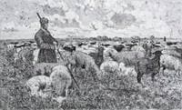Shepherd