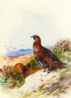 Red Grouse