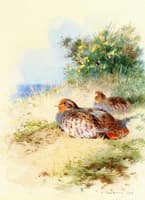 A Brace of Grey Partridges