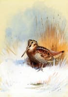 A Woodcock