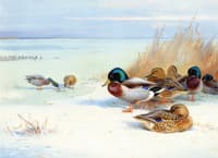Mallards on a Frozen Lake
