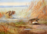 Common Snipe on Marshland