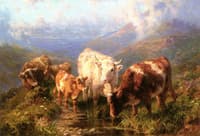 Cattle Watering