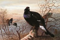 The Evening Roost, Black Game