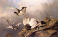 Ptarmigan