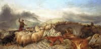 Collecting Sheep for Clipping in the Highlands