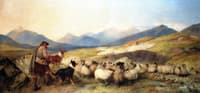 Sheep Gathering in Glen Spean