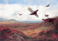 Grouse in Flight