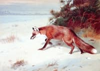 On the Prowl