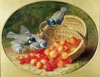 Bluetits pecking at cherries
