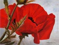 Red Poppy