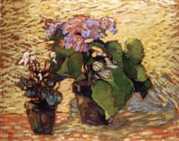 Pots of Geraniums