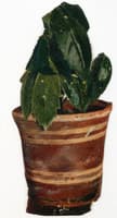 Potted Plant