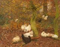 Poultry in a Wood